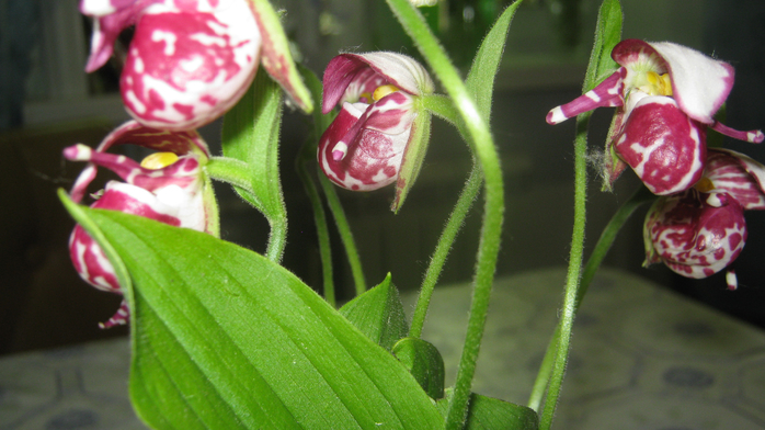 IMG_7957 (700x392, 355Kb)
