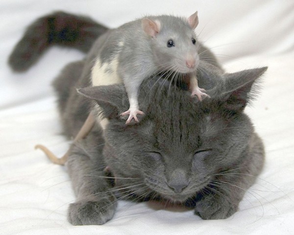 MYS (600x480, 60Kb)