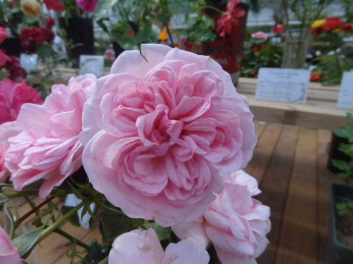 DSC00757 2 (700x525, 112Kb)