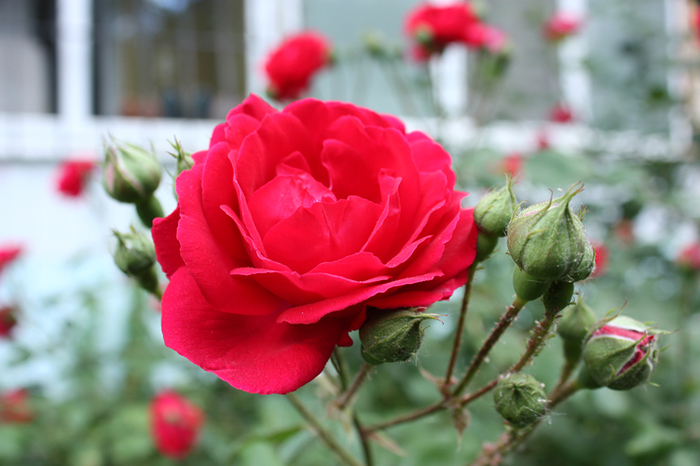 4052195_IMG_66771_1_ (700x466, 270Kb)