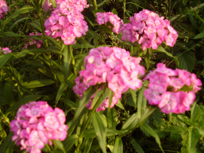 P1010032 (700x525, 480Kb)