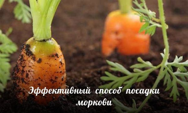 5364776_bf1i5lSJGLI (604x363, 45Kb)