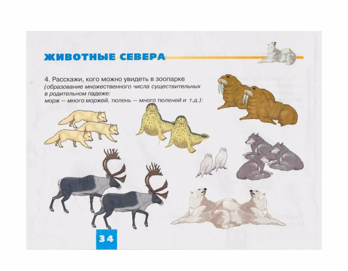 Схема описания животных для дошкольников