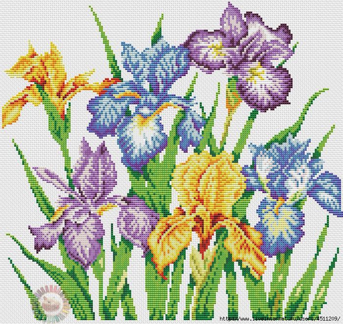 Irises (700x661, 459Kb)