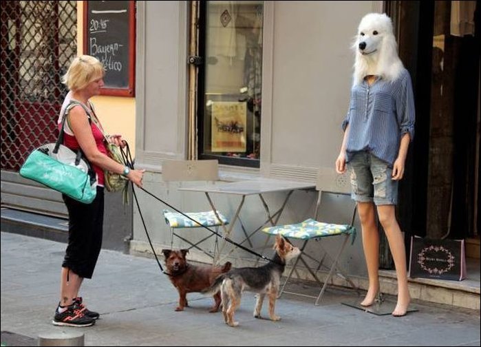 dogs (700x504, 72Kb)