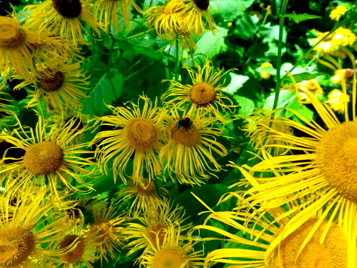 DSC00809 (700x525, 314Kb)