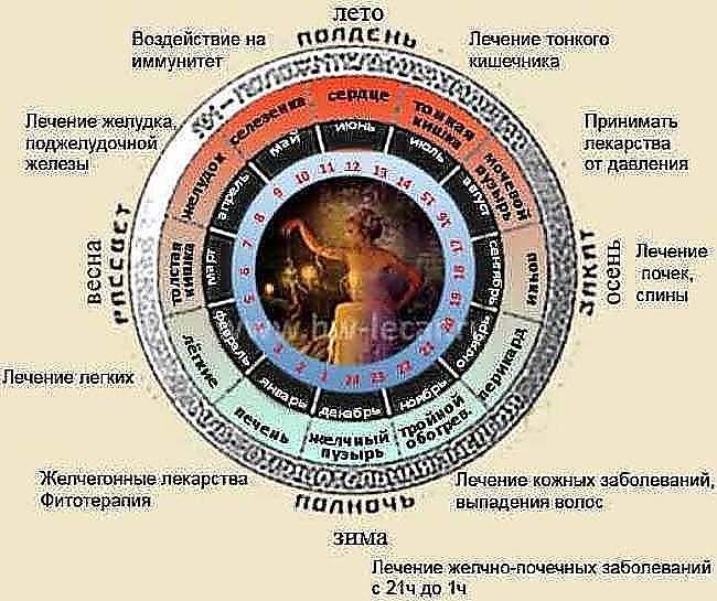 Максимальная активность. Суточная активность внутренних органов. Суточные ритмы внутренних органов. Суточные циклы активности органов. Суточная активность органов человека.