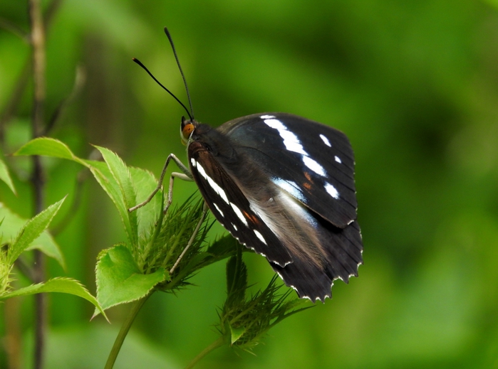 5559494_DSCN6235 (700x519, 220Kb)