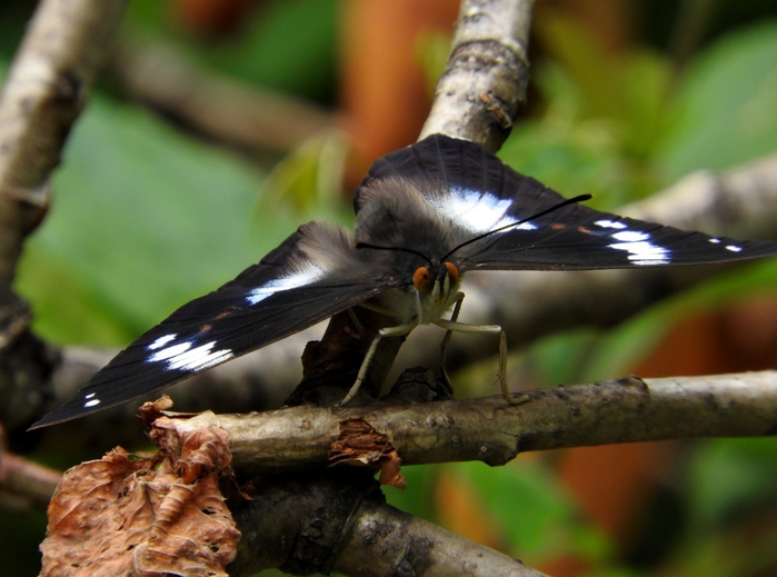 5559494_DSCN6252 (700x519, 231Kb)