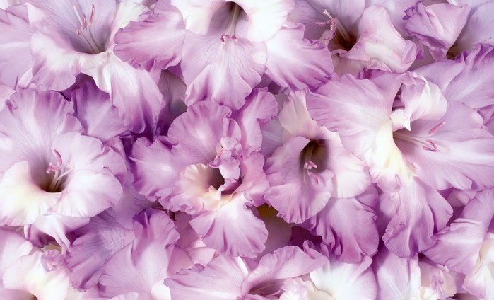 soft-purple-flowers (700x424, 74Kb)