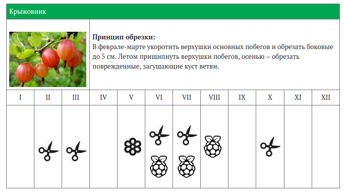 График обрезки плодовых деревьев и кустарников. Календарь обрезки деревьев. Календарь обрезки плодовых деревьев. Таблица обрезки плодовых деревьев и кустарников.