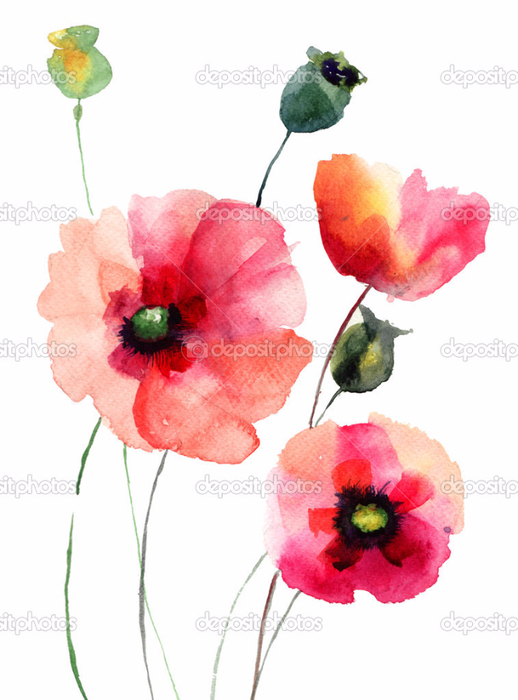 depositphotos_22493733-Poppy-flowers (518x700, 269Kb)