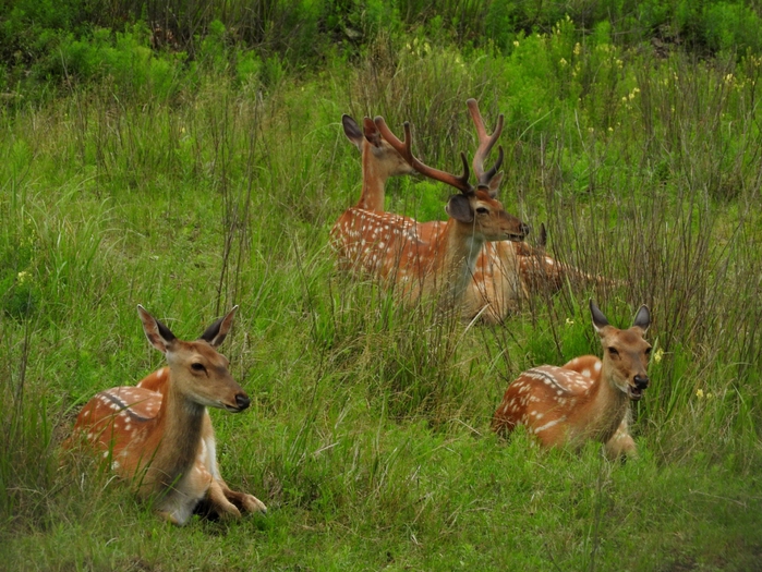 5559494_DSCN6562 (700x525, 349Kb)