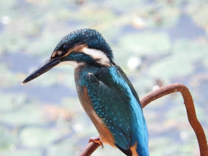 5559494_DSCN6672 (700x525, 219Kb)