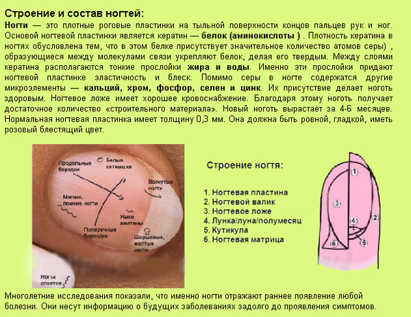 Из чего состоят ногти и волосы человека