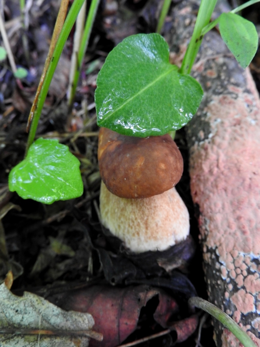 5559494_DSCN6714 (525x700, 248Kb)