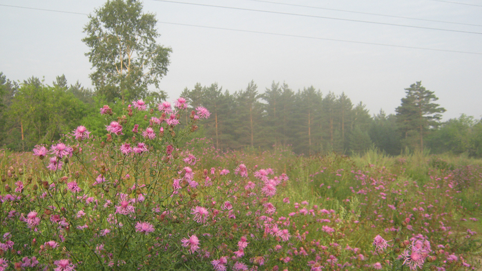 IMG_8531 (700x392, 413Kb)