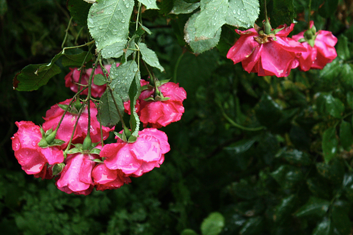4052195_IMG_6902_copy (700x466, 379Kb)