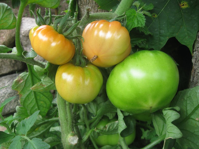 pppp summer 024 (700x525, 373Kb)