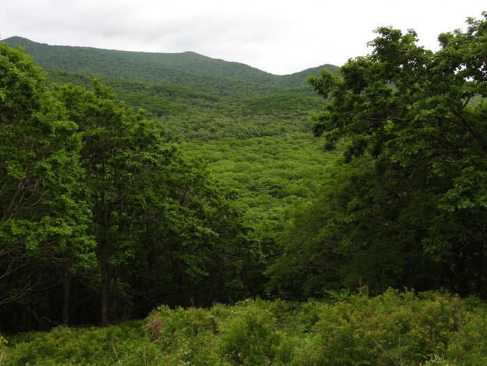 5559494_DSCN4541 (700x525, 305Kb)