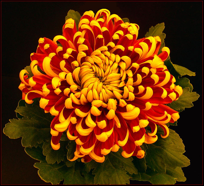 3177171_CHRYSANTHEMUM_15_by_THOM_B_FOTO (700x637, 208Kb)