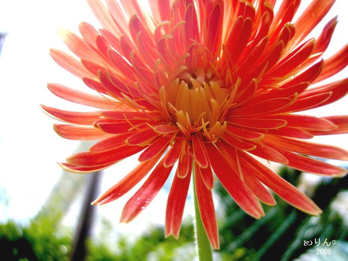 3177171_The_Chrysanthemum_by_totentazRin (700x525, 73Kb)