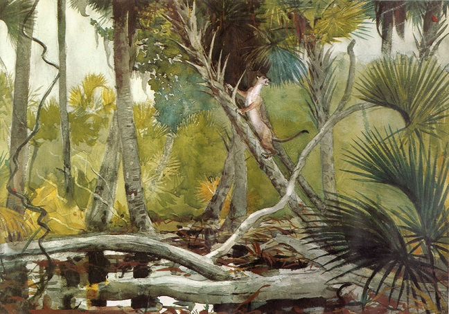 In the Jungle, Florida, 1904 (648x454, 417Kb)