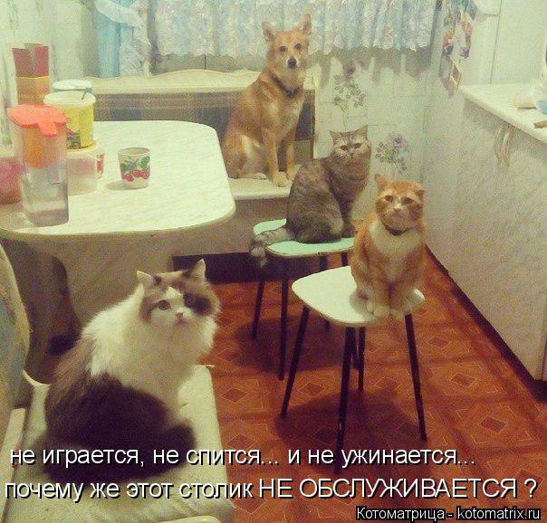 kotomatritsa_J (1) (600x600, 342Kb)