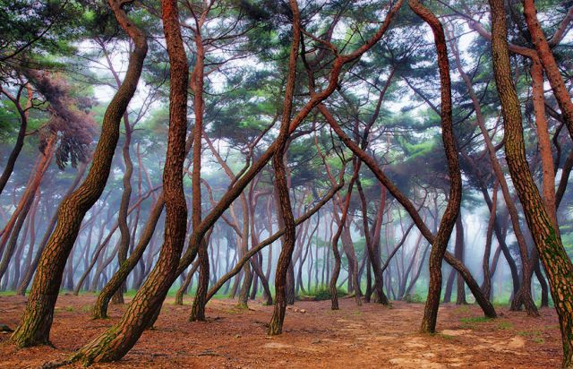 beautiful-mysterious-forests-4_880 (640x412, 367Kb)