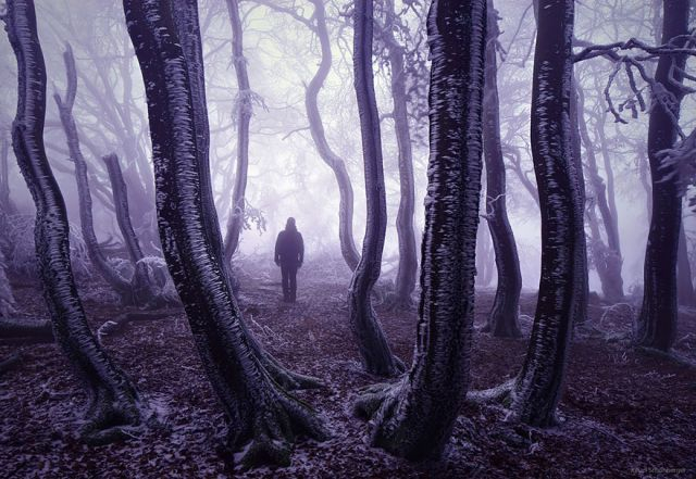 beautiful-mysterious-forests-6_880 (640x441, 244Kb)