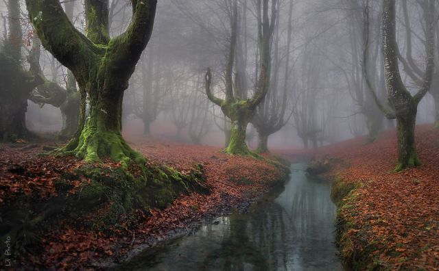 beautiful-mysterious-forests-221_880 (640x396, 182Kb)