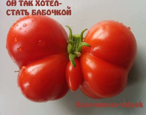 3vO4ZJysUQI  ОН ТАК ХОТЕЛ СТАТЬ БАБОЧКОЙ (604x475, 192Kb)