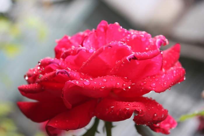 4052195_IMG_7613 (700x466, 185Kb)