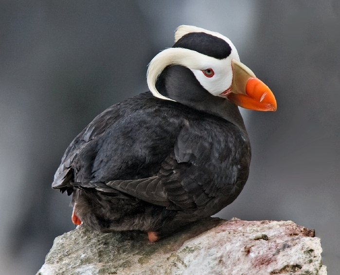 Tufted_Puffin_Alaska (700x565, 273Kb)