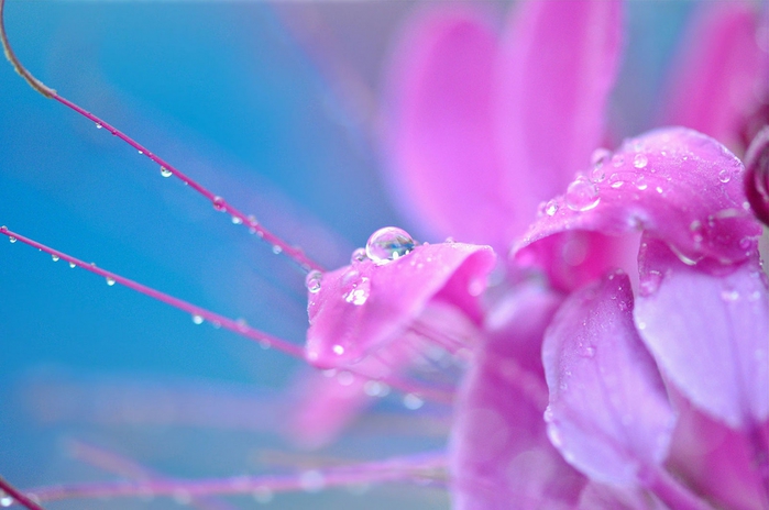 5227673_water_drops_11 (700x464, 194Kb)