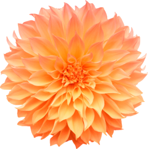 1071137cCsiDuIX (293x294, 107Kb)