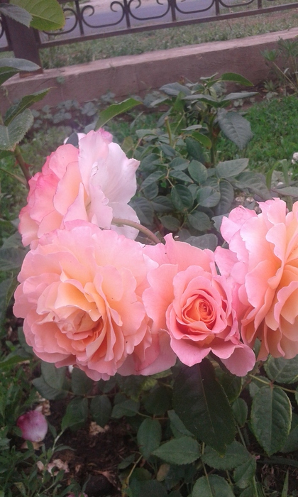 20160709_173640 (420x700, 166Kb)