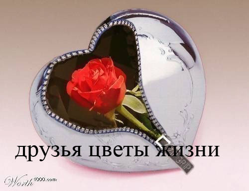 91960995_88573760_druzya_cvetzhizni (500x385, 35Kb)