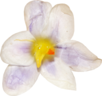  MRD_BeautyBlossoms-lilac flower (700x657, 438Kb)