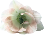  MRD_BeautyBlossoms-pink flower1 (700x555, 475Kb)