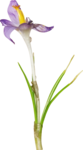  MRD_BeautyBlossoms-purple flower1 (388x700, 114Kb)
