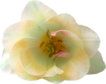  MRD_BeautyBlossoms-yellow flower (700x555, 405Kb)