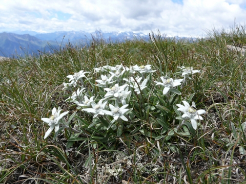 Leontopodium_alpinum_070707 (480x360, 186Kb)