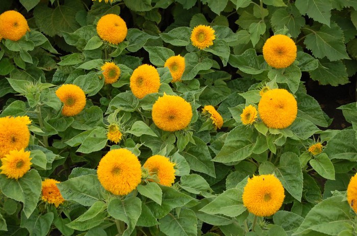Sunflower-Tall-Teddy-Bear (1) (700x464, 116Kb)