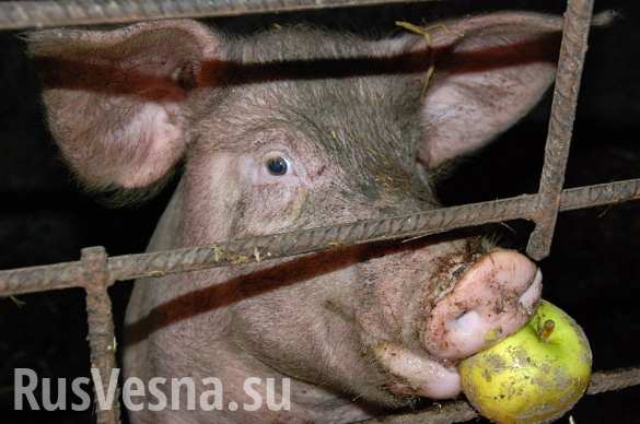 svinya_yabloko (585x388, 28Kb)