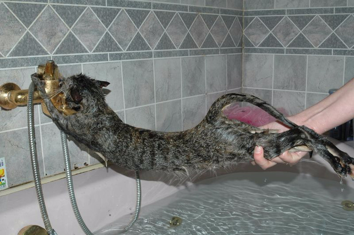 wet_pussy_cats_13 (700x464, 280Kb)