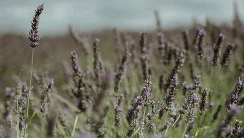 flower-gif-Favim.com-1199638 (500x282, 491Kb)