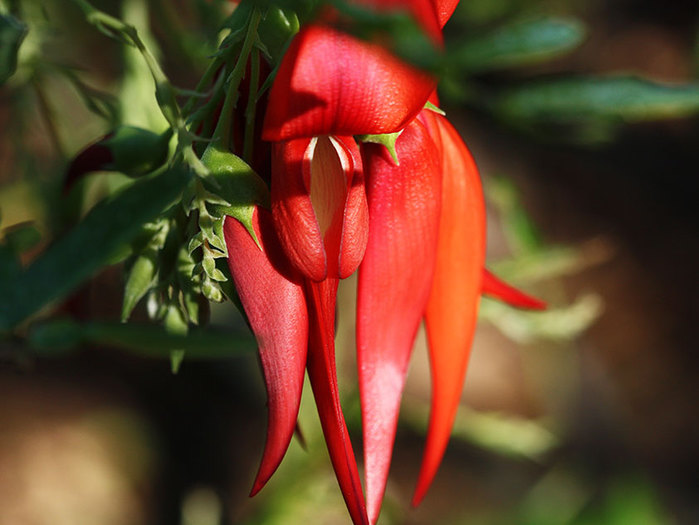 Clianthus-puniceus (700x525, 68Kb)