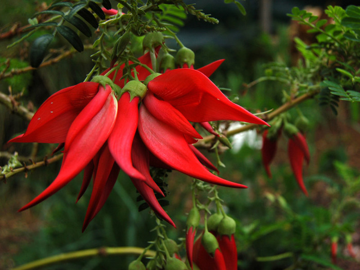 clianthus_puniceus (700x525, 128Kb)