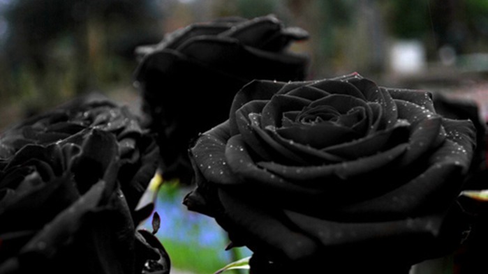 Black_Rose_Flower-Plants_HD_Wallpaper_1366x768 (700x393, 42Kb)